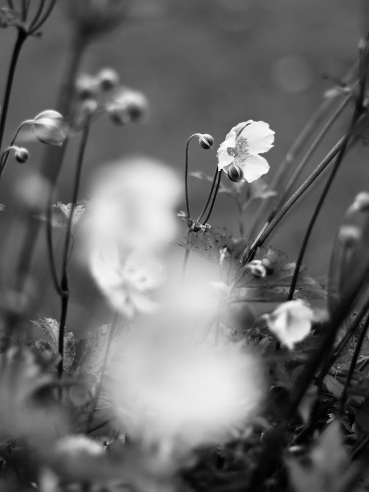 Wild Swedish flowers.