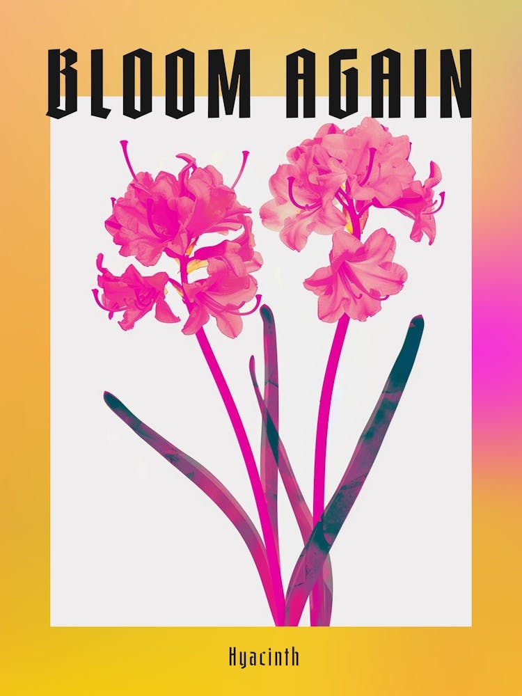 Hot Pink Hyacinth 1 Poster