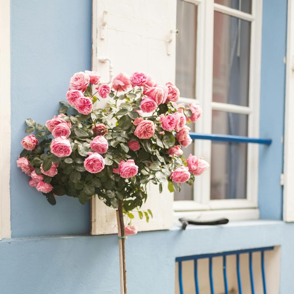 Roses Roses Rosier - Carré