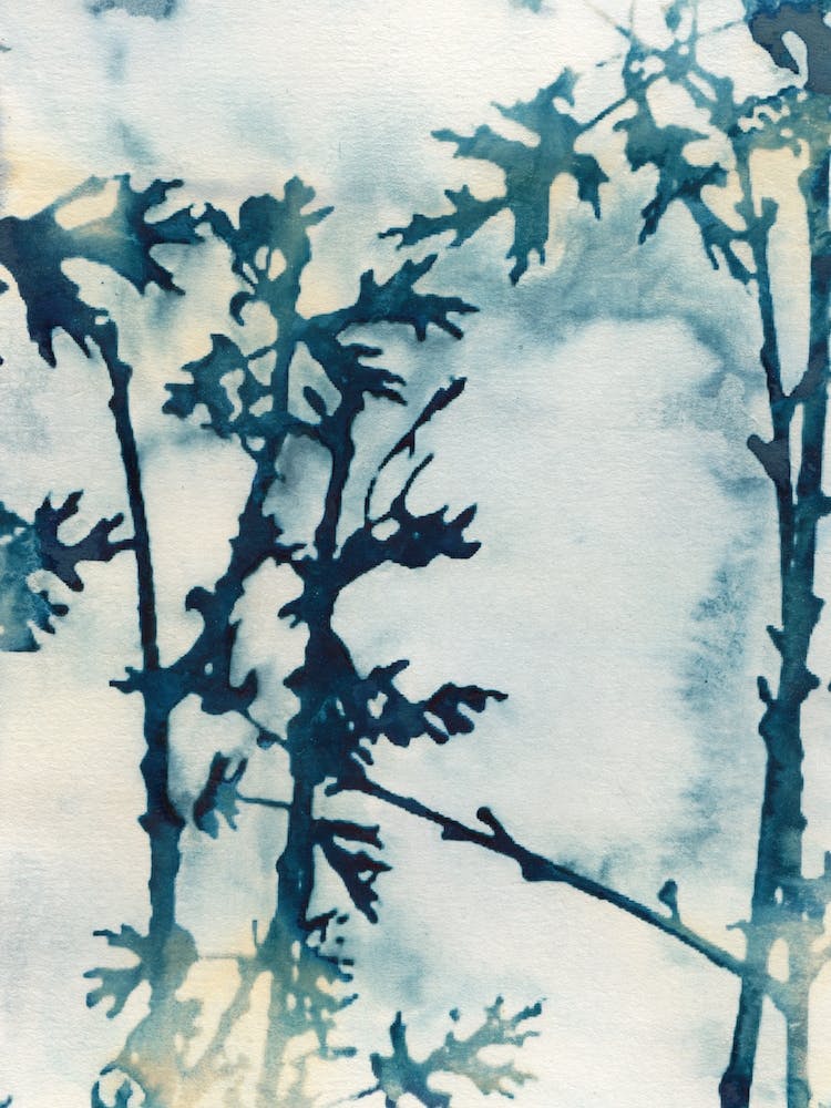 Blue Oak Leaves