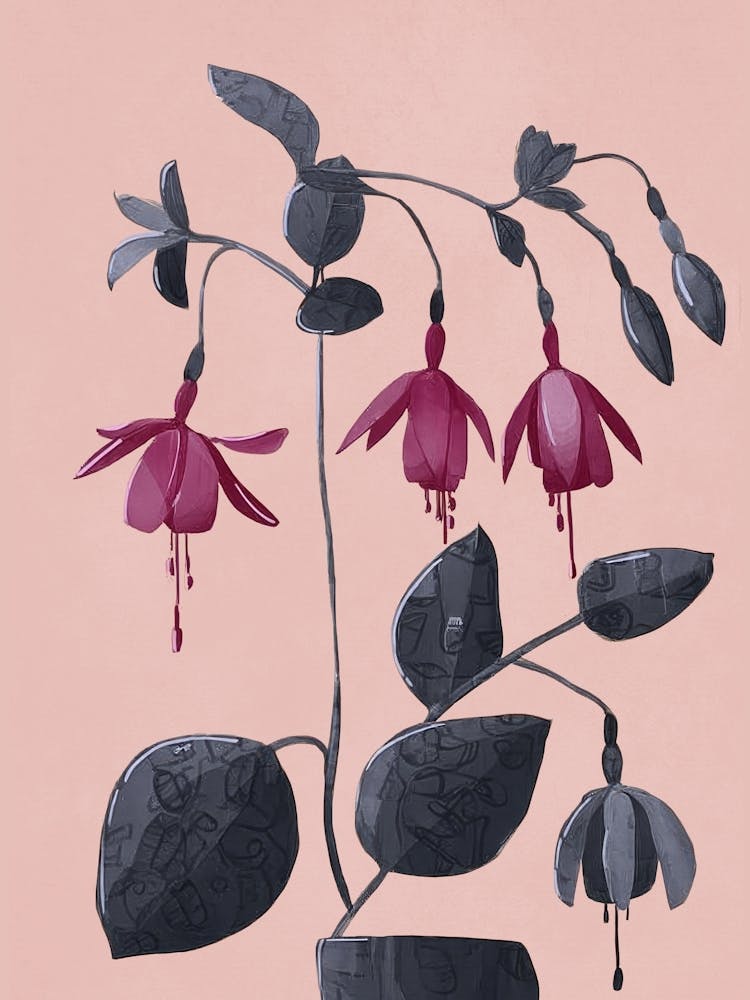 Fuchsia Botanical Drawing
