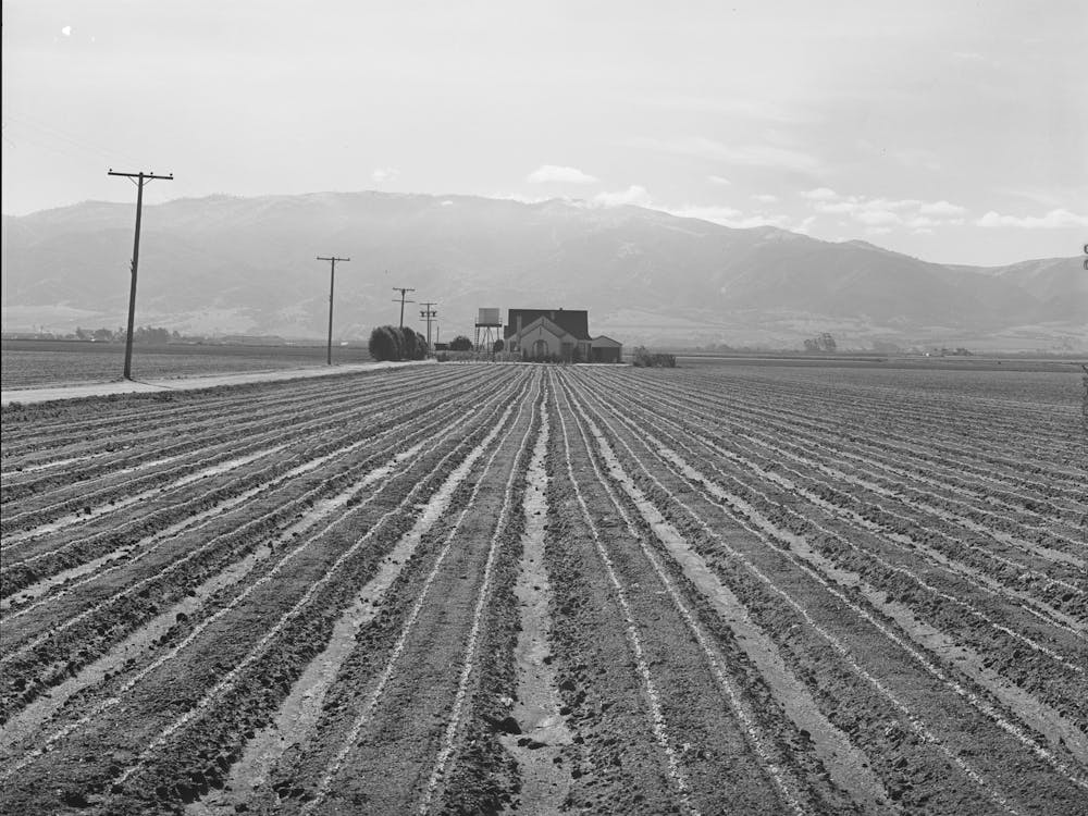 Salinas, California, Young Lettuce By Russell Lee