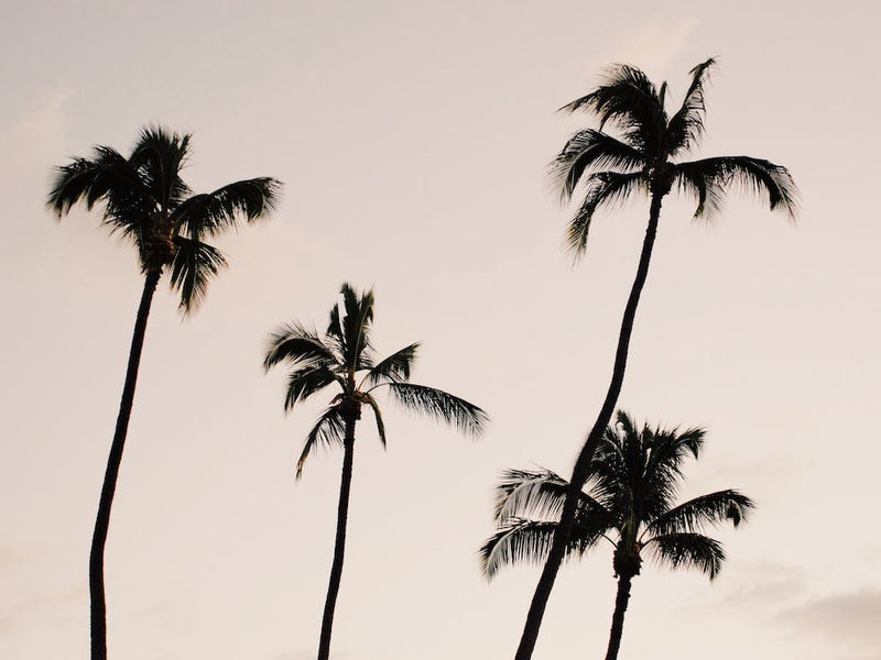 Palm Tree Sunset
