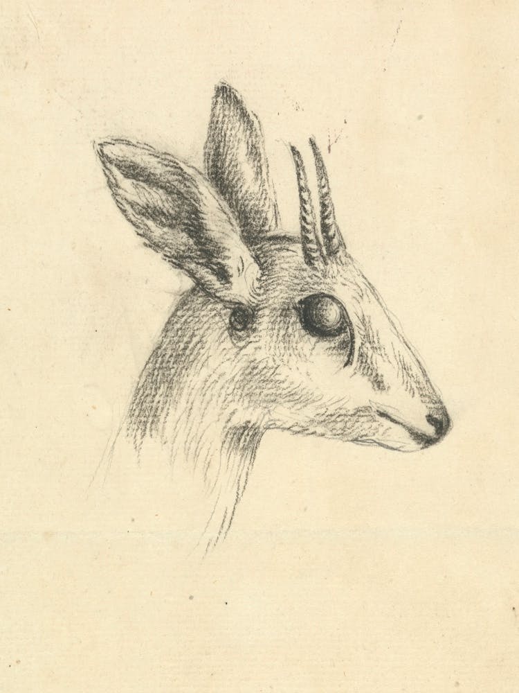 Antelope Head, Luigi Balugani