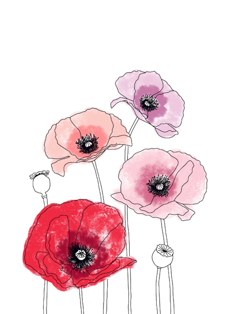 Poppies 1