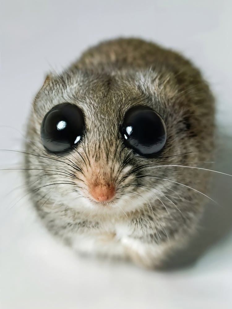 Sad Hamster Meme