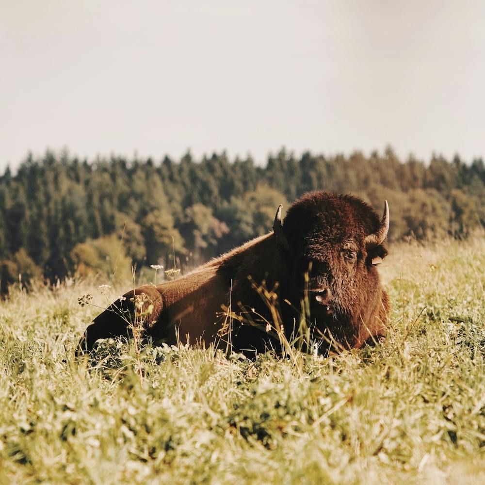 Buffalo Resting