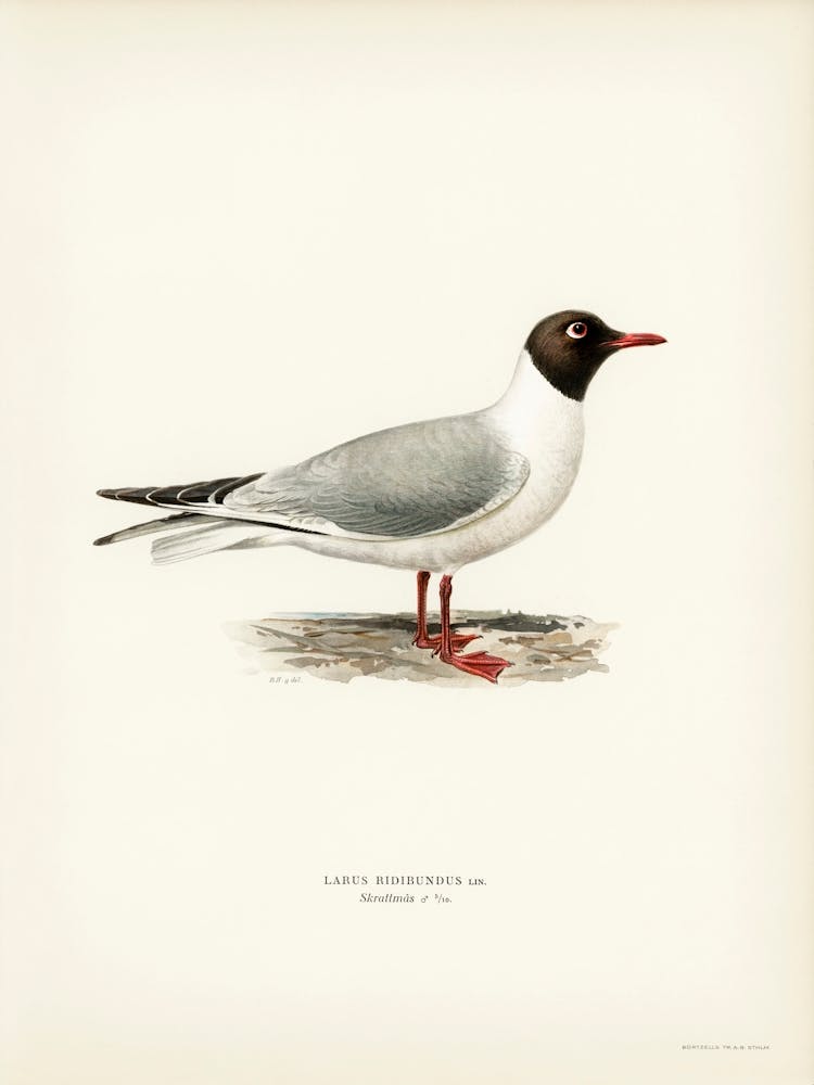 Black Headed Gull, The Von Wright Brothers