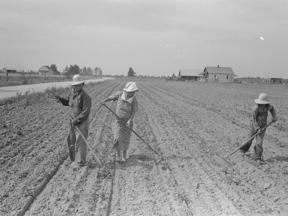 New Madrid County, Missouri, Sharecropper Family Cultivating Cotton, Southeast Missouri Farms By Russell