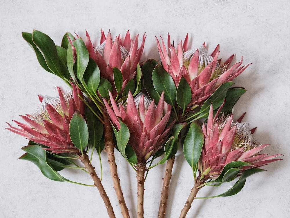 Red King Protea Bouquet
