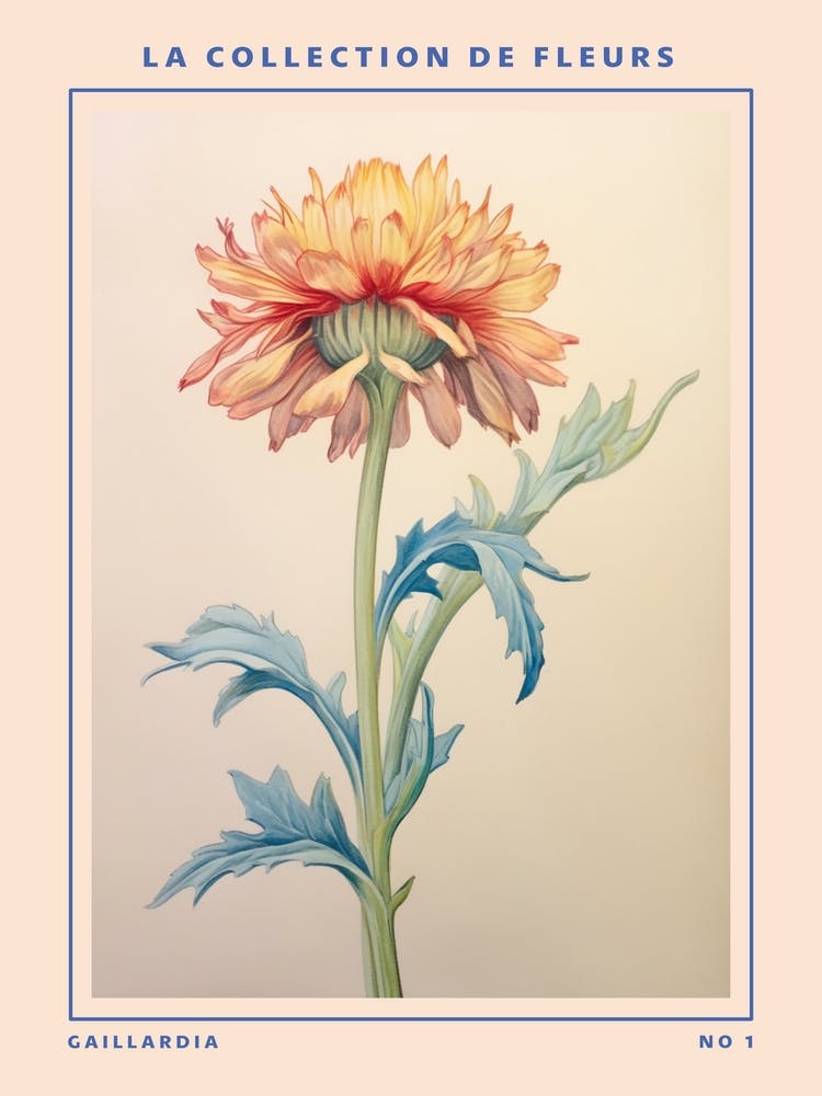 Gaillardia French Flower Botanical Poster