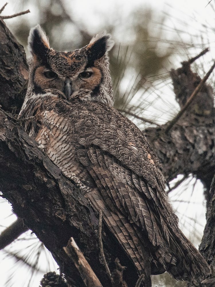 Rustic Great Horned Owl