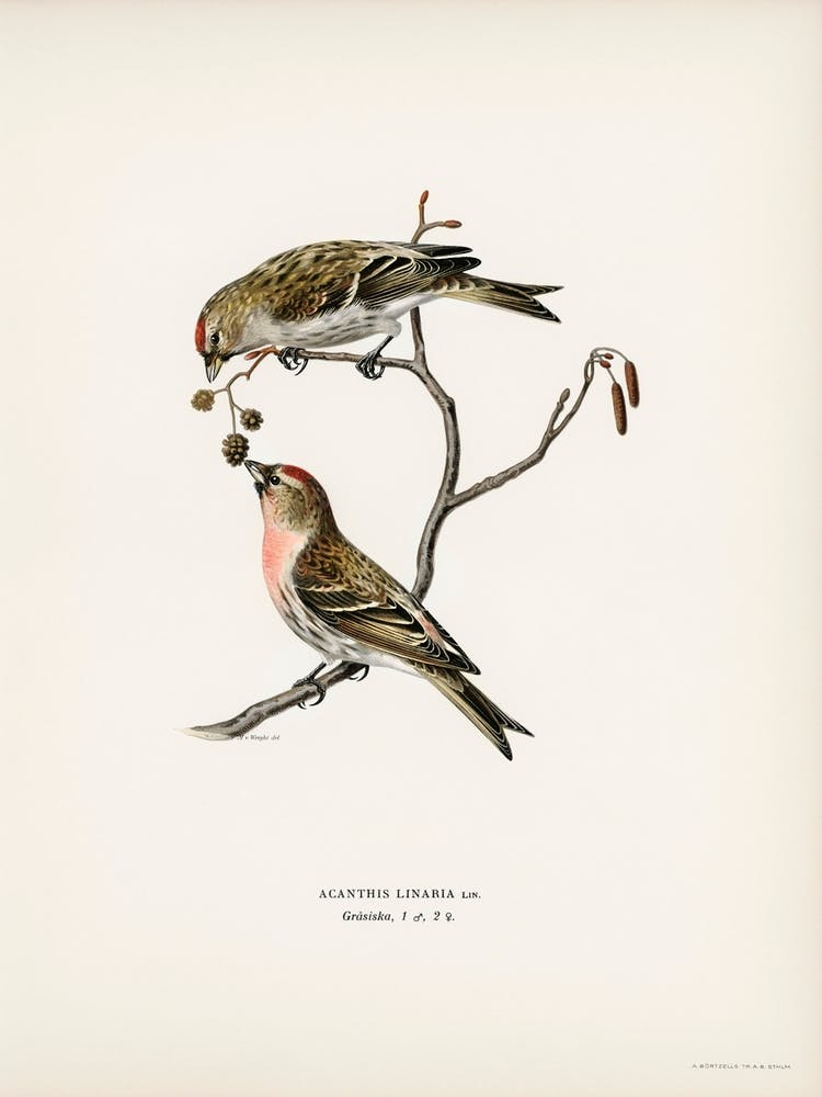 Common Linnet (Acanthis Linaria), The Von Wright Brothers