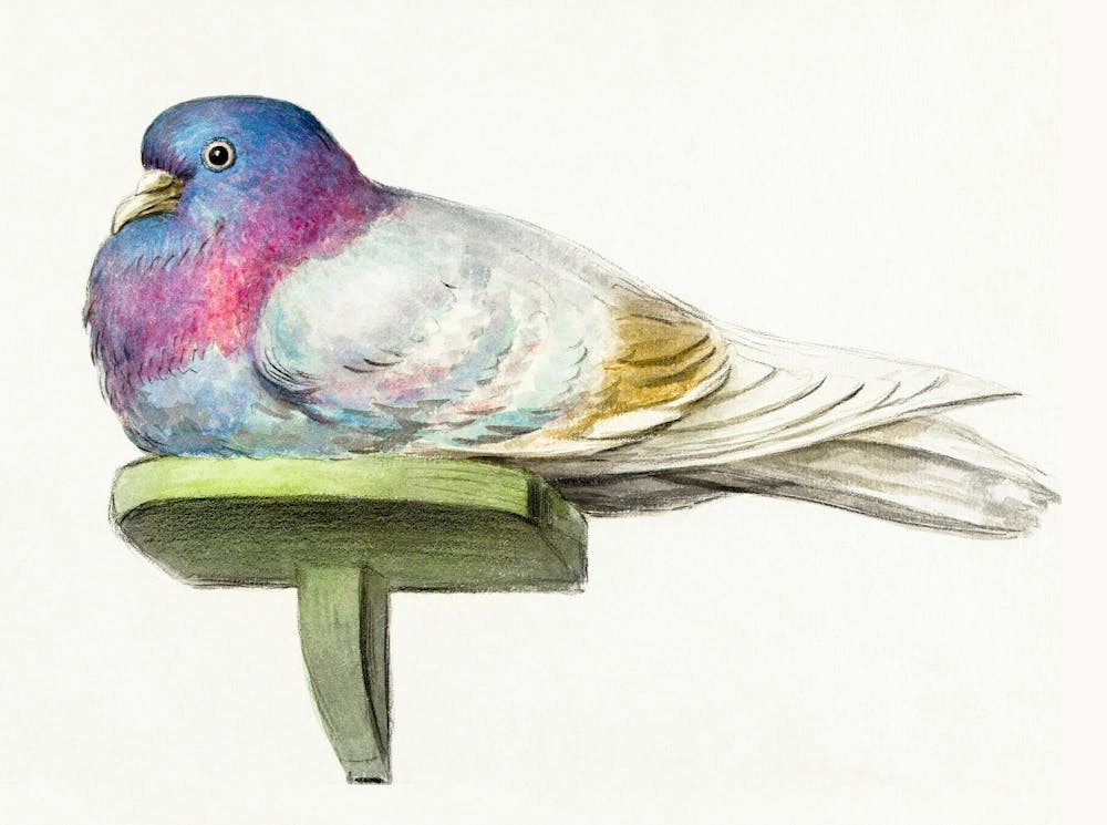 Pigeon