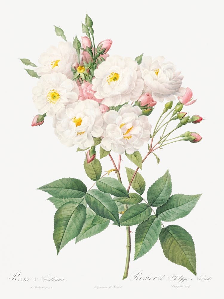 Rose Of Philippe Noiselle From Les Roses (1817–1824), Pierre Joseph Redoute