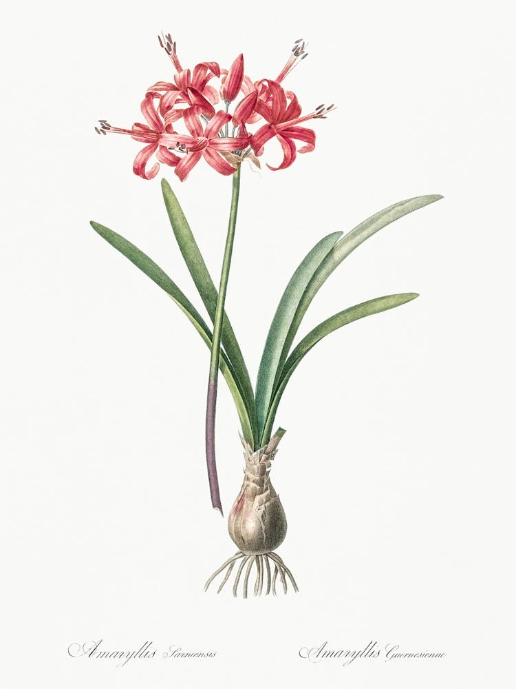 Guernsey Lily, Pierre Joseph Redoute