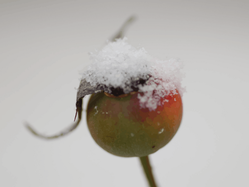 Snow On A Bud