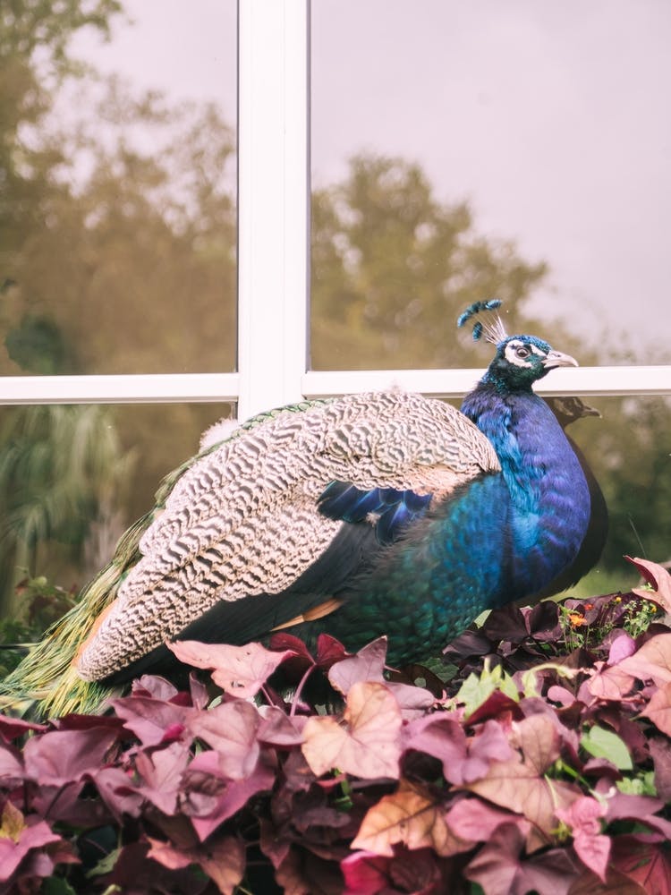 Purple Peacock