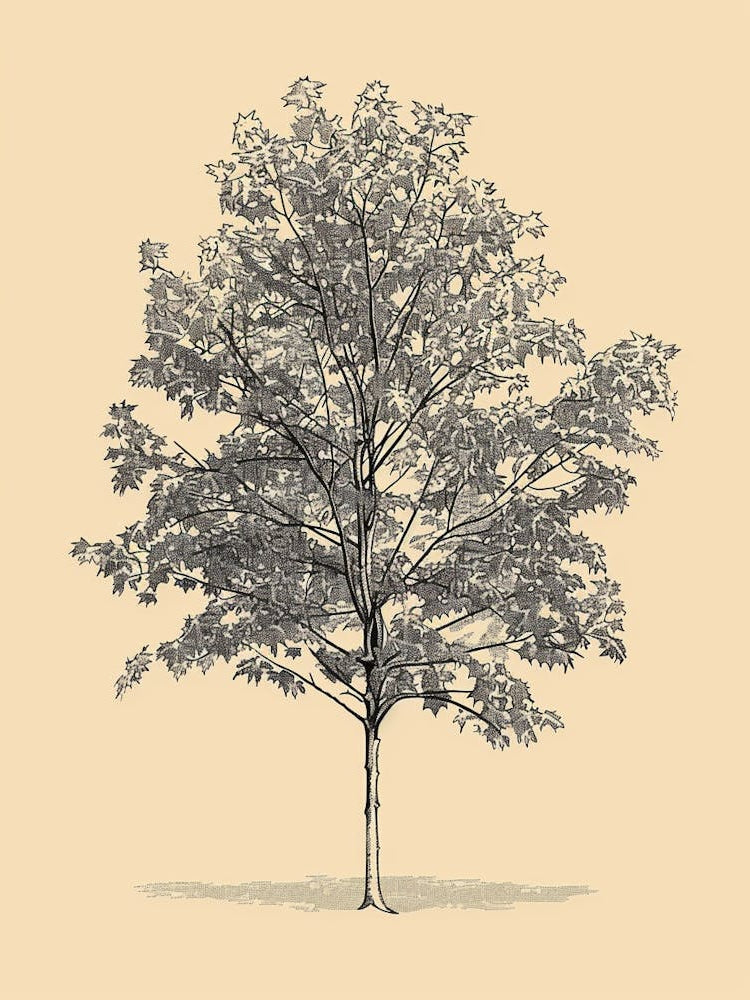 Maple Tree Minimalistic Drawing 1