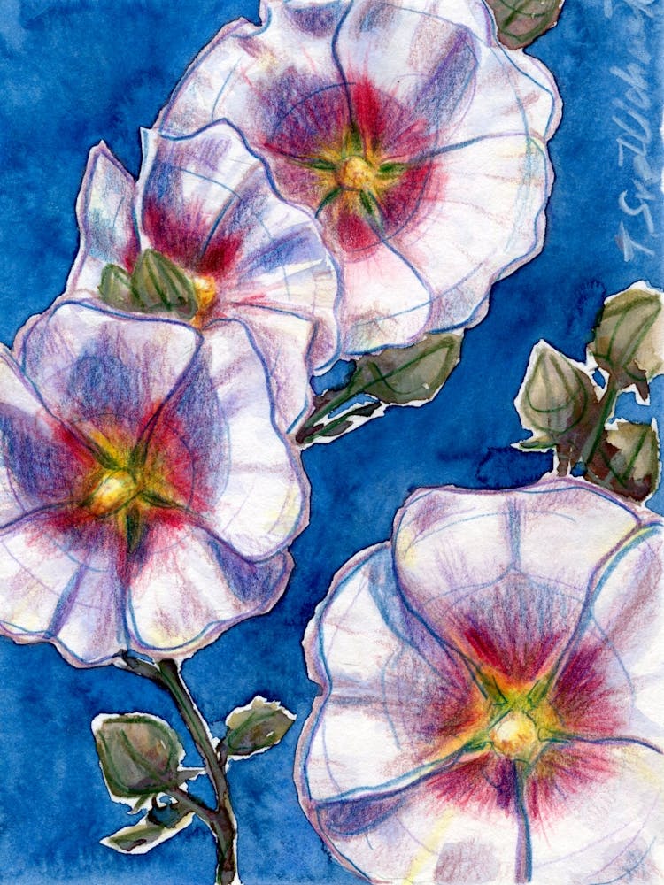 White Hollyhocks On Blue