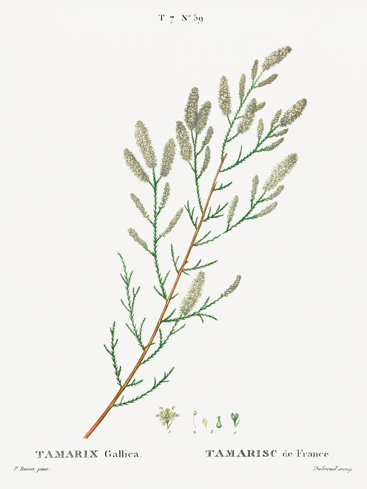 French Tamarisk, Pierre Joseph Redoute