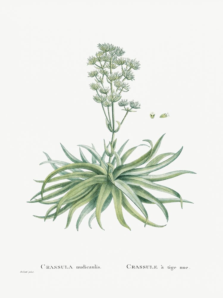 Crassula Nudicaulis, Pierre Joseph Redoute