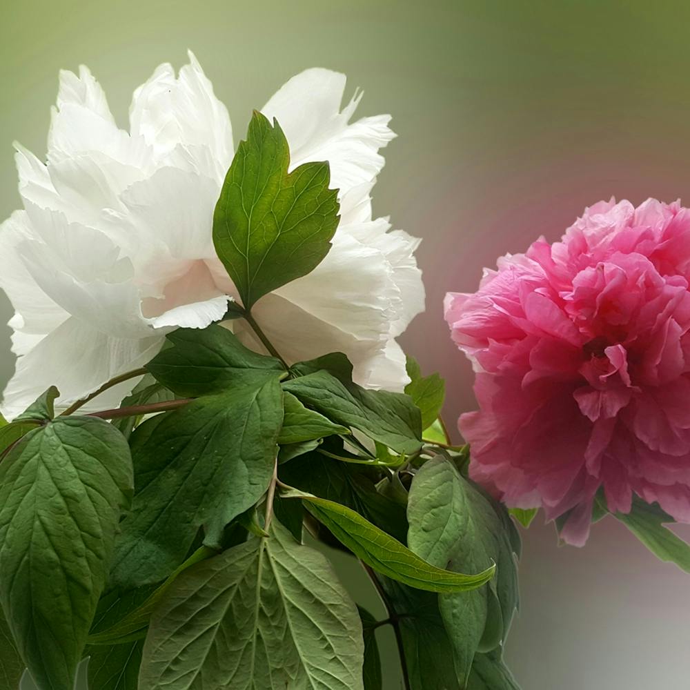 Japanese Peony