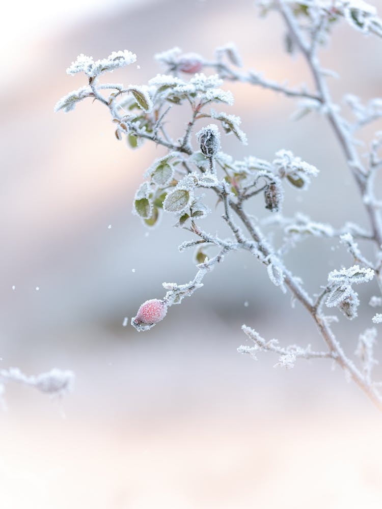 Romantic Winter Nature