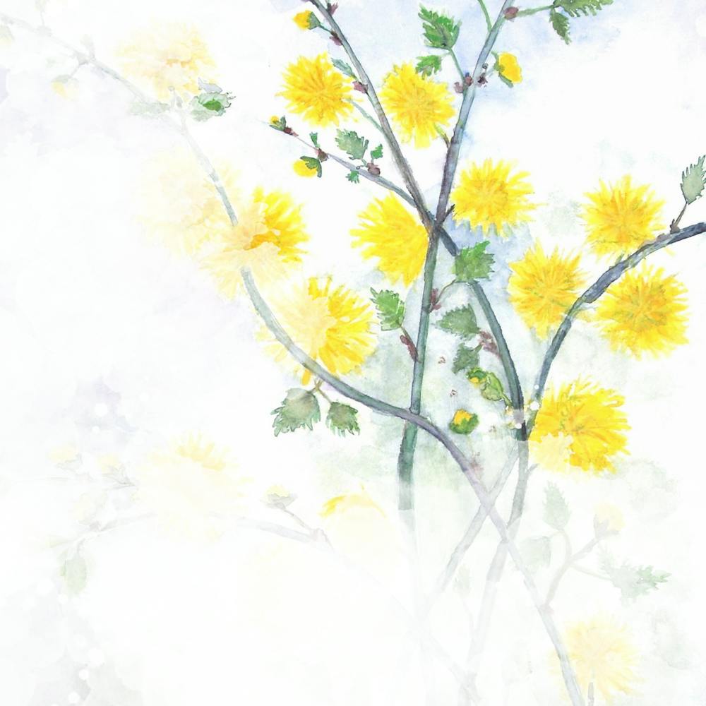 Dandelions 1