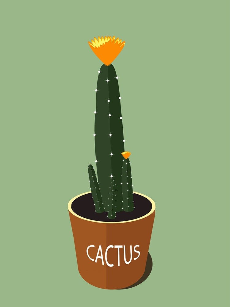 Cactus