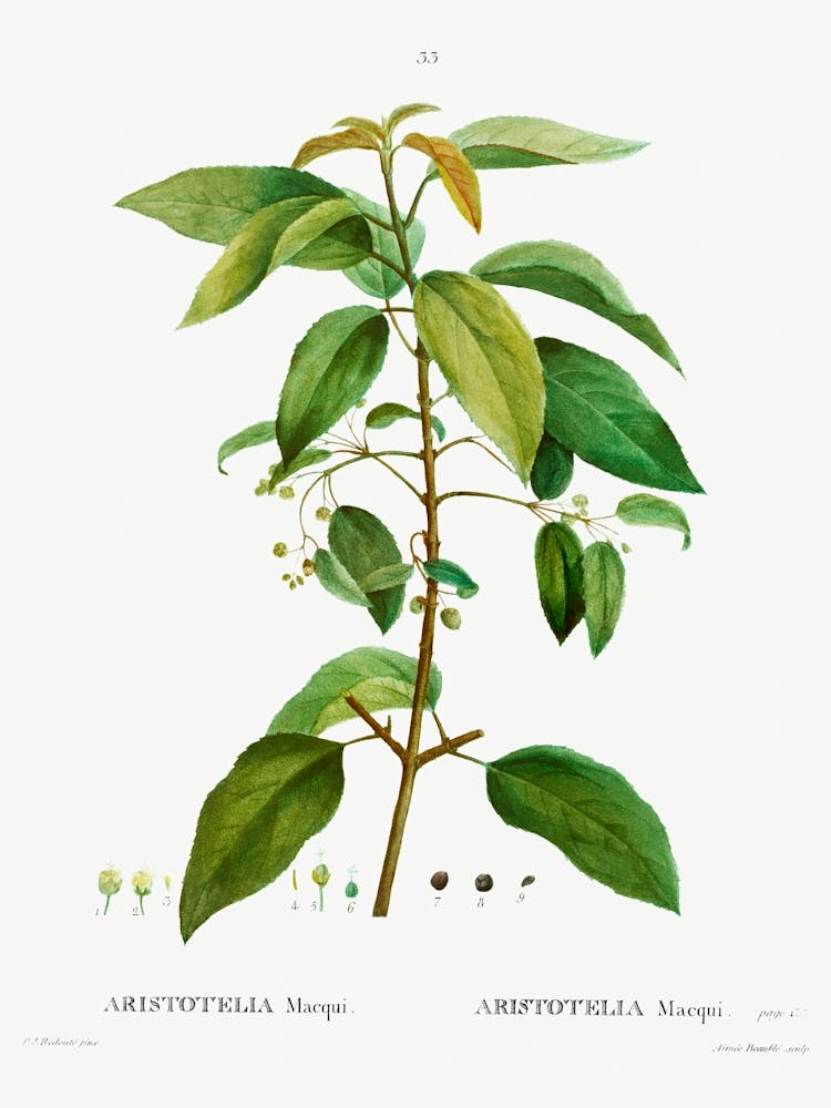 Maqui, Pierre Joseph Redoute