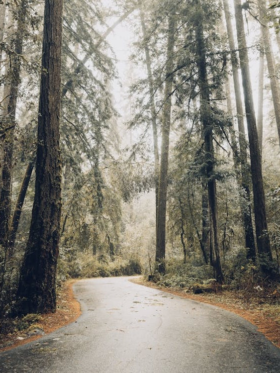 Redwood Road - National Park Photography