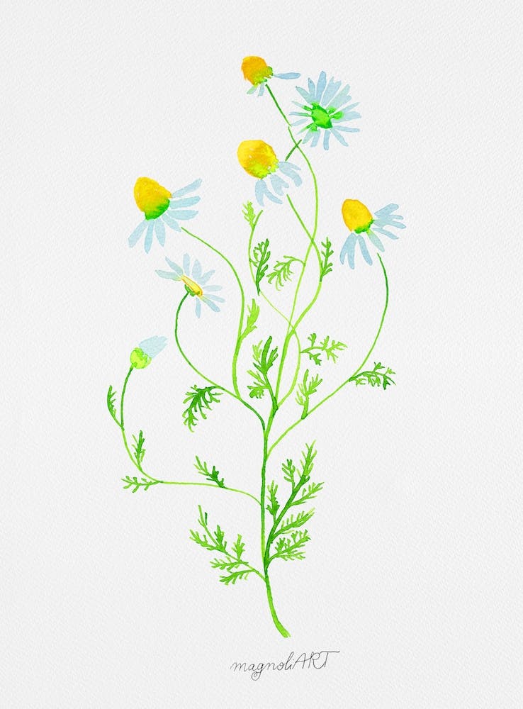 Kamille Aquarellkunstwerk