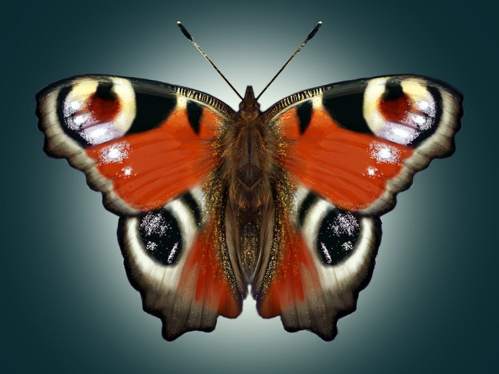 A peacock butterfly