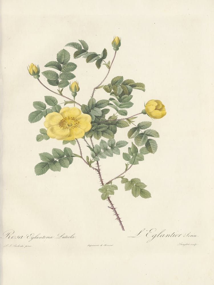 Rose Illustration, Pierre Joseph Redoute (32)