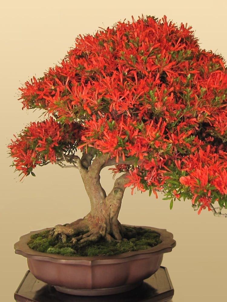 Bonsai Tree 2