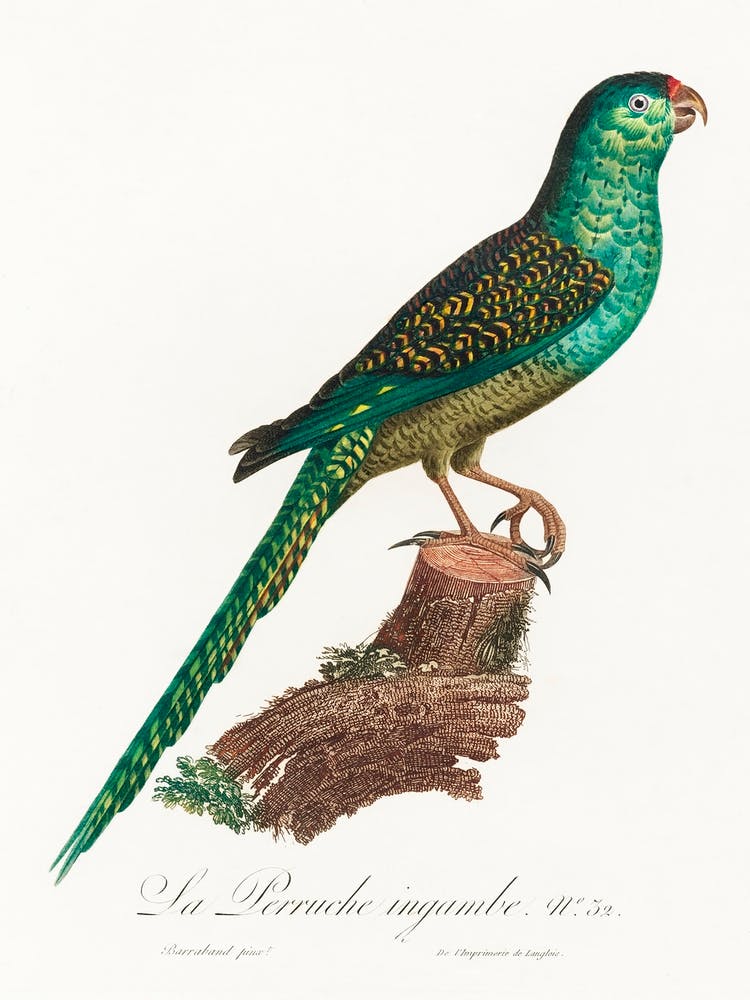 The Ingambe Parakeet From Natural History Of Parrots, Francois Levaillant