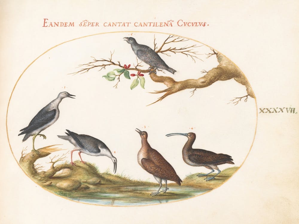 Animalia Volatilia Et Amphibia, Joris Hoefnagel (5)