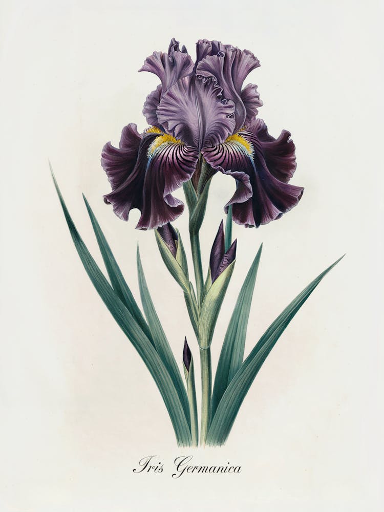 Iris Germanica Botanical Illustration - Elegant Floral. A refined botanical illustration of the Iris Germanica, with rich purple petals and intricate detailing. This timeless piece adds a touch of elegance and natural beauty to any decor.
Ideal for a living room, office, or bedroom, enhancing the space with classic botanical sophistication.