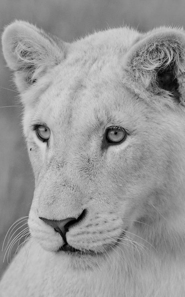 Young White Lion