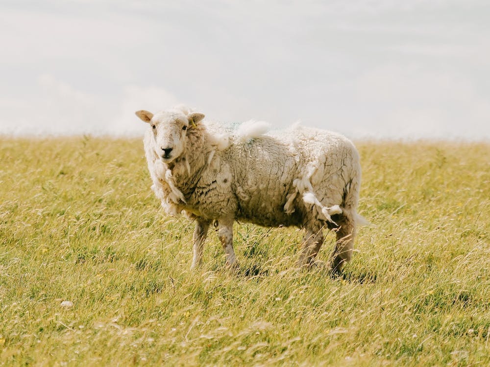 Sheep In Field