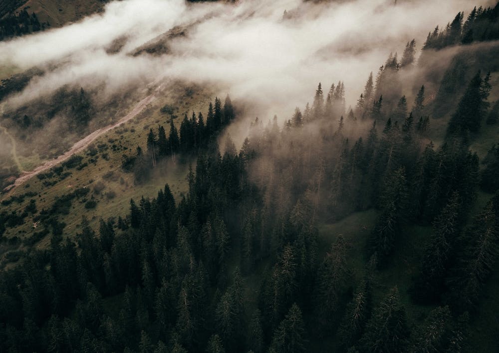 Misty Morning