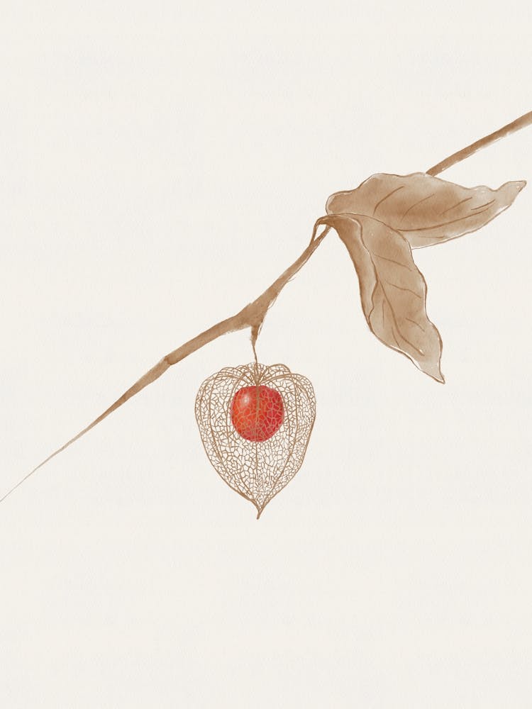 Physalis Groundcherry Watercolor