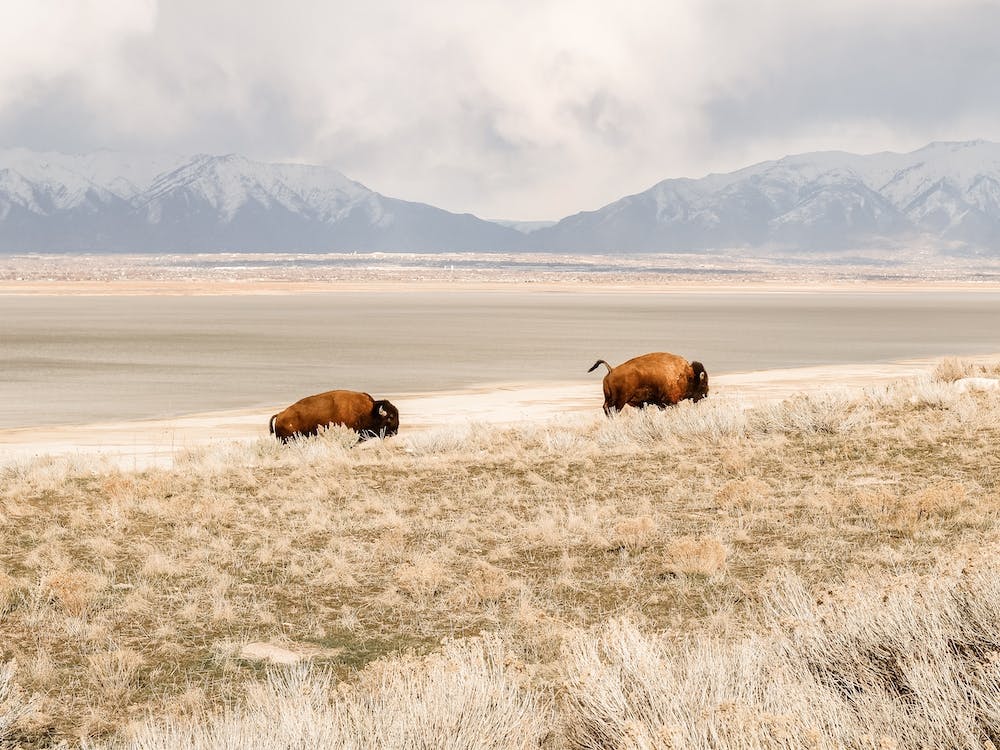 Running Bison