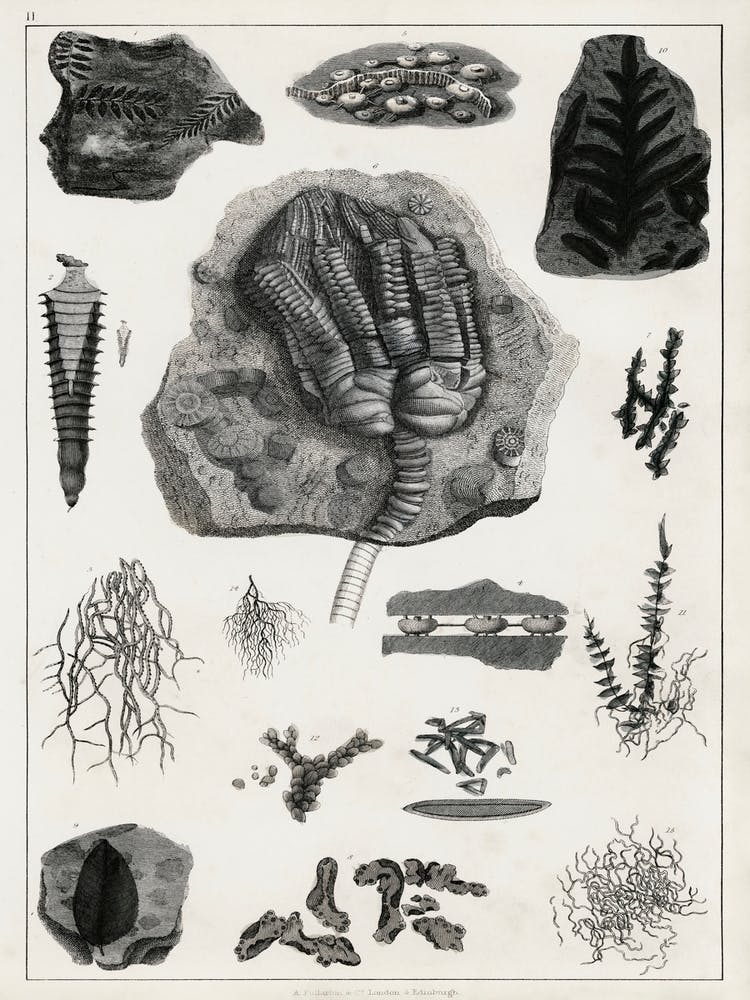 Collection Of Various Fossil, Oliver Goldsmith, 1