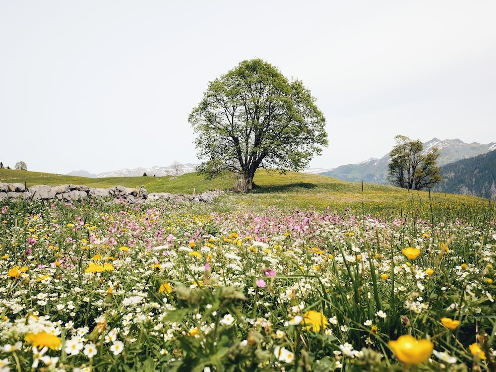 Mountain Wildflower Meadow