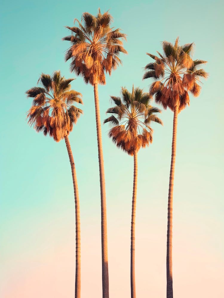 California Dreaming - Hollywood Palm Trees