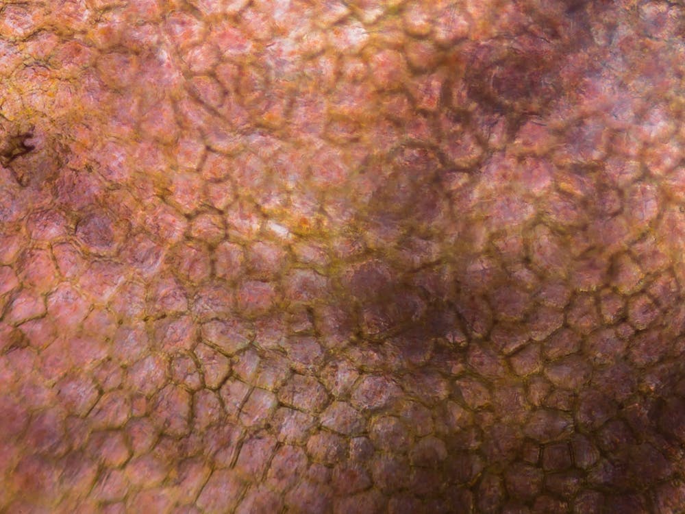 Tomato Under The Microscope 1