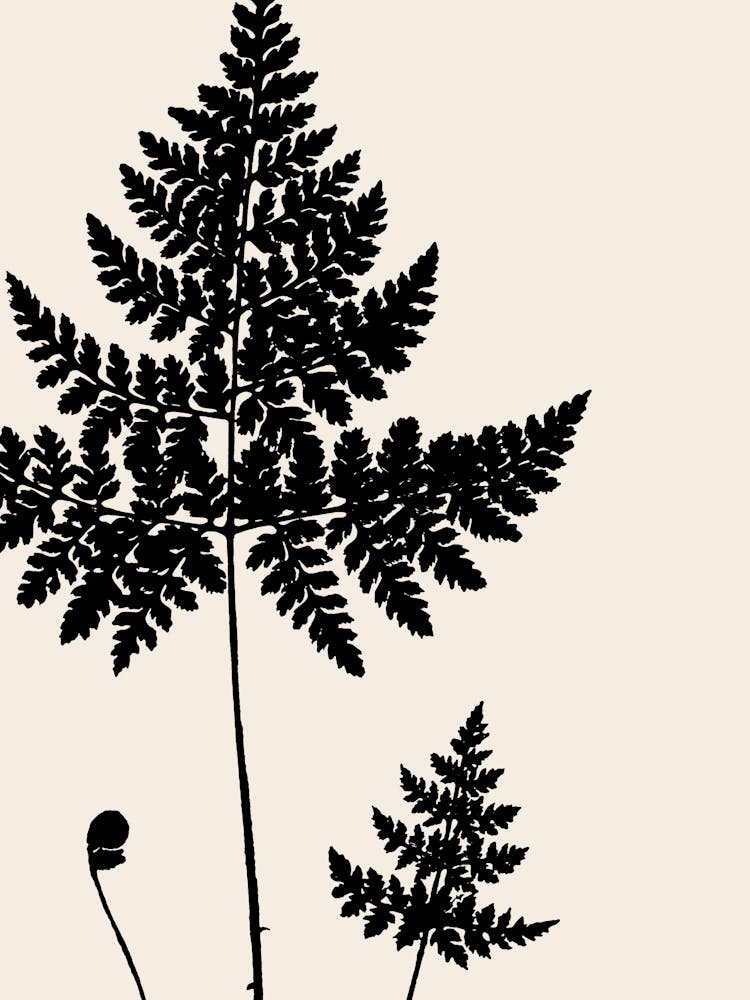 Fern Leaves in Black, Farmhouse Botanical 2