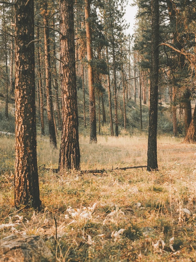 Western Forest Scenery